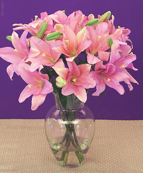 Pink Passion Lilies