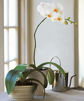 Single Orchid